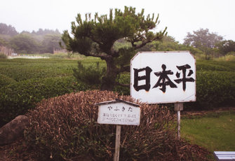 Японский чай кокейча – тандем технологии и культуры